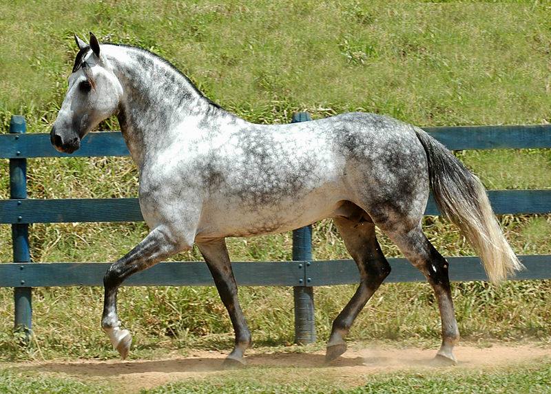 Chickasaw Horse (Florida Cracker Horse)